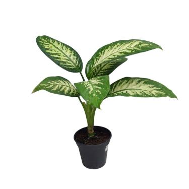 Imagem de Comigo Ninguém Pode Dieffenbachia Camila Planta Natural