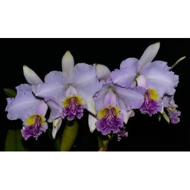 Imagem de Orquídea Cattleya lueddemanniana semi alba BV x Mamacita - Cooperorchi