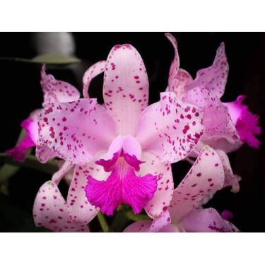 Imagem de Orquidea Cattleya Amethystoglossa Tipo - Planta Inteir - DoceL@r