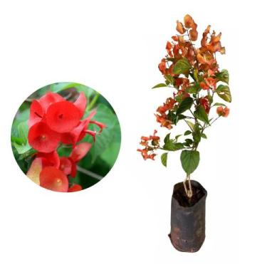 Imagem de Muda de Chapéu Chines 20 a 40cm AMK - Plantas Online - AMK Jardinagem 