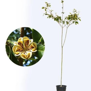 Imagem de Muda de Guarantã 20 a 40cm AMK - Plantas Online - AMK Jardinagem e Pai