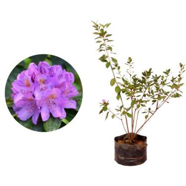 Imagem de Muda de Mini Azaleia 20 a 40cm AMK - Plantas Online - AMK Jardinagem e