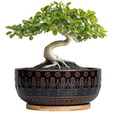 Imagem de Fivepot Vaso de bonsai – Vasos de cerâmica de 20 cm para plantas internas, tigela rasa redonda para suculentas com orifício de drenagem e bandeja para cactos, decoração de casa de jardim de quarto