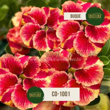 Imagem de Rosa do deserto buque singela tons de fogo co1001 - Uniflora Rosa Do D