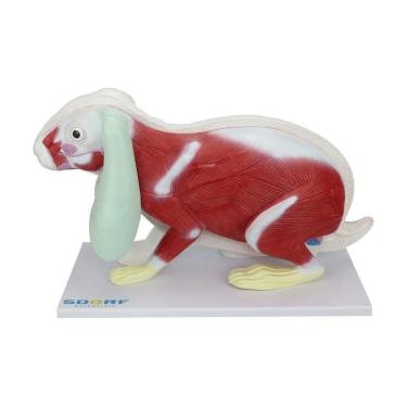 Imagem de Anatomia do Coelho em 9 Partes