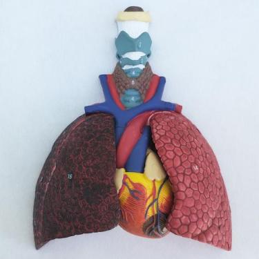 Imagem de Modelo Anatômico do sistema respiratório com Pulmão, brônquios, traque