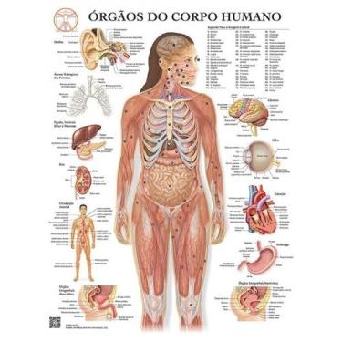 Imagem de Pôster Órgãos Do Corpo Humano - Cvm  - Body Scientific