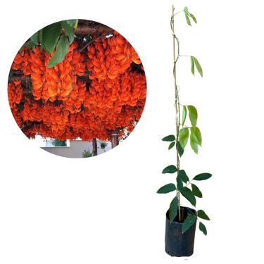 Imagem de Muda De Jade Vermelha - Ideal Para Pergolados