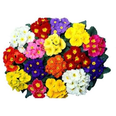 Imagem de 50 Sementes Prímula Elatior Sortida - SEEDS