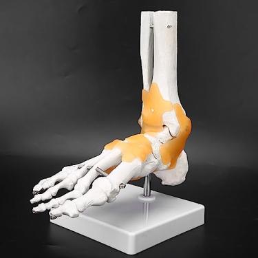 Imagem de Generic Modelo Anatômico do pé do Ligamento Flexível Tamanho Vida Com Base para o Ensino Saúde Física, Material PVC
