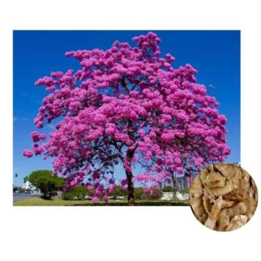 Imagem de Sementes de Ipê Rosa, 100 gramas, Árvore Ornamental com Flores Vibrantes