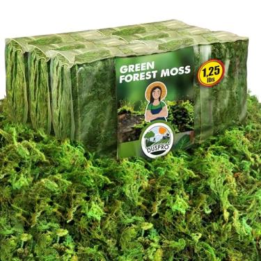 Imagem de [Atualizado] Musgo Verde Duspro para Artesanato, Plantas em Vasos de Musgo Florestal Real, Musgos Decorativos para Centros de Mesa, Decoração de Festa de Fadas, Plantadores de Interior, Projeto DIY