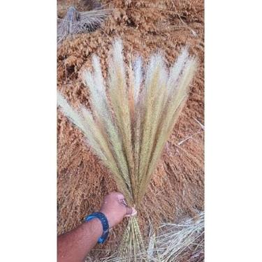 Imagem de Flor Sempre-Viva Natural Desidratada Kit 300 600 1200 Flores – Decoração Festa Casamento e Arranjos Artesanais (Capim Rabo de raposa 50 hastes,150 flores (1 buquê))