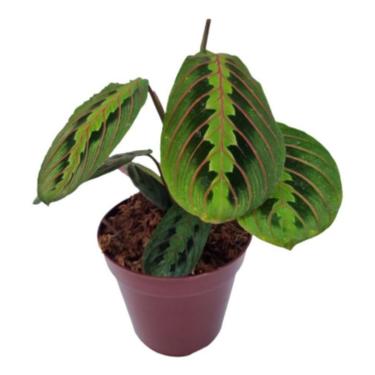 Imagem de Maranta Bigode De Gato Leuconeura Var. Erythroneura Natural