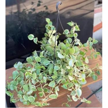 Imagem de 1 Planta Peperômia Scadens Pendente Jardim Vertical Decoraçã - FLORA F