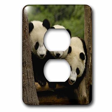 Imagem de 3dRose lsp_70209_6 Giant Panda Bears, Conservação da China Wolong, China-As07 Pox0378 Pete Oxford 2 Tomadas Tampa