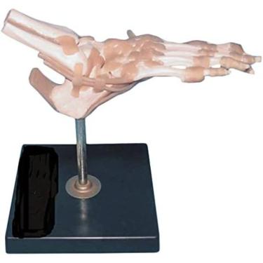 Imagem de Modelo De Articulação Do Pé Em Tamanho Natural Com Ligamentos Modelo Anatômico Humano Modelos De Ensino De Anatomia De Esqueleto Para Sala De Aula De Ciências E Ferramenta De Estudo,YUYANAIAI