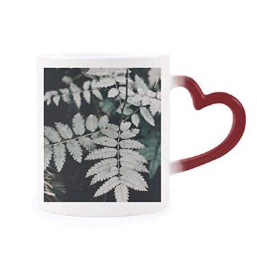 Imagem de Fotografia folha planta imagem natureza sensível ao calor caneca vermelha muda de cor grés