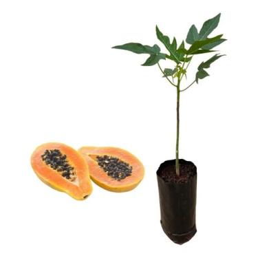 Imagem de Muda De Mamão Formosa - AMK - Jardinagem e Paisagismo