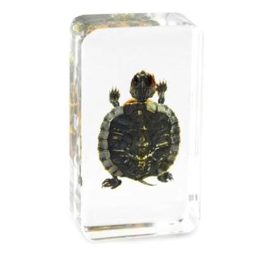Imagem de Peso de papel de amostra embutido de tartaruga em resina em bloco de lucite transparente