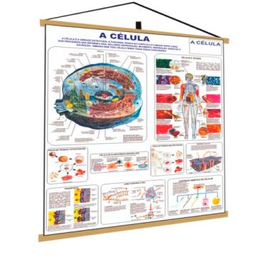 Imagem de Banner Célula Humana Corpo Humano Banner Poster Medicina Anatomia Mapa