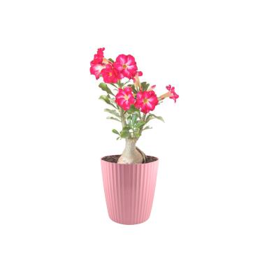 Imagem de Vaso de Planta Rosa Cesto Horta Groove 22cm