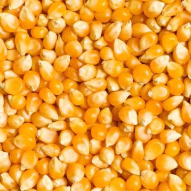 Imagem de Milho para Pipoca 1kg - Mania de Castanha