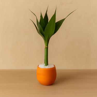 Imagem de Bonsai Decorativo Artificial com Planta Artificial Tipo Bambu, Vaso de Planta Colorido para Decoração de Sala, Escritório e Ambiente Interno (Laranja)