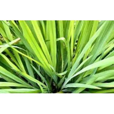 Imagem de Capim limao 30g greenbios