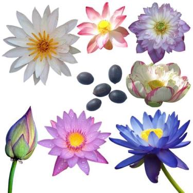 Imagem de 10 Sementes de Flor de Lótus - Lótus - Nelumbo Nucifera - Aquática - J