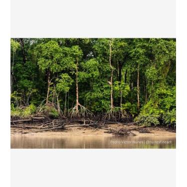 Imagem de Raízes Amazônicas - Amazart, 40x60