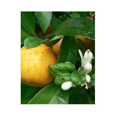 Imagem de Muda de Laranja Azeda Produzindo Altura 1,0 m a 1,5 m - Plantas