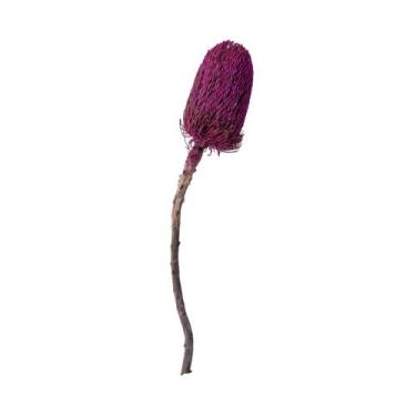 Imagem de FLOR PROTEA DESIDRATADA MART 48cm