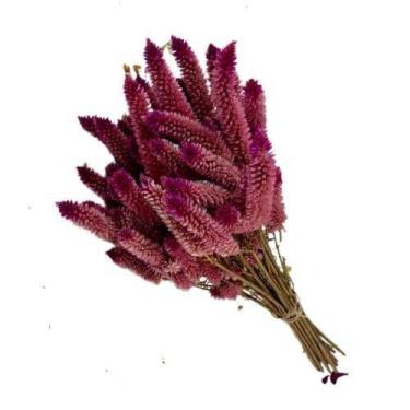 Imagem de Buque Maço Celosia Rabo de Gato  - Flores Desidratadas - Pratico Desid