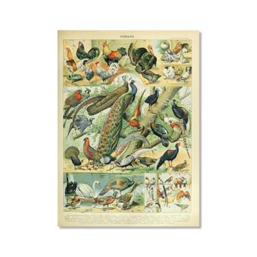 Imagem de Pôster vintage com estampa de pássaros franceses ornitologia, presentes para pássaros, educação, arte de parede, pintura em tela, sala de estar, decoração de casa (SKU4,11 x 35,6 cm = (28 x 35 cm