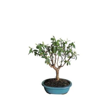 Imagem de Bonsai frutifera Goiaba anã vaso de porcelana FERTILIZADA - QUINTAL DO