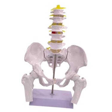 Imagem de oshhni Modelo do assoalho pélvico feminino, estrutura da pelve feminina com vértebras, simulador flexível de treinamento médico em PVC para ensino.