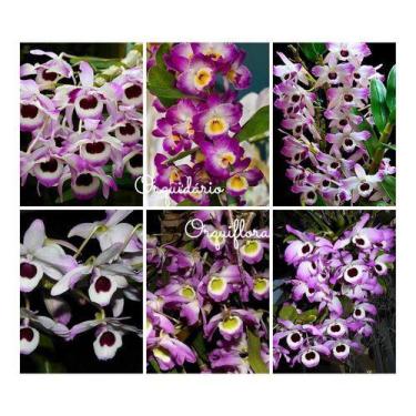 Imagem de Kit 4 Mudas Dendrobium Híbridos Planta Pré Adulta - Orquiflora