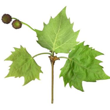 Imagem de Muda de Platano 50 a 80cm AMK - Plantas Online - AMK Jardinagem e Pais