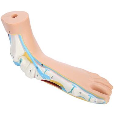 Imagem de Modelo Anatômico de pé para Adultos, Tamanho Real, Ensino, Pesquisa, Músculo, Modelo de pé Humano Em Pvc, Sinalização Digital Conveniente para Aprendizagem (#1)