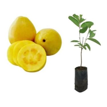 Imagem de Muda De Goiaba De Polpa Amarela - AMK - Jardinagem e Paisagismo