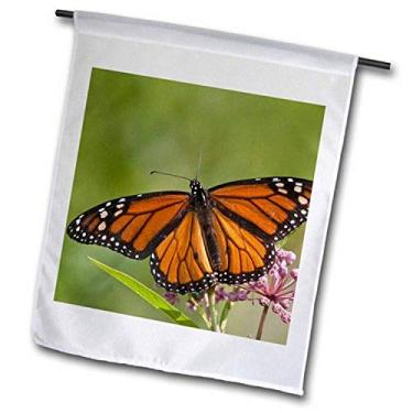 Imagem de 3dRose fl_207939_2 Borboleta monarca sobre serrina do pântano, bandeira de jardim Marion Co Il, 45,72 x 68,56 cm