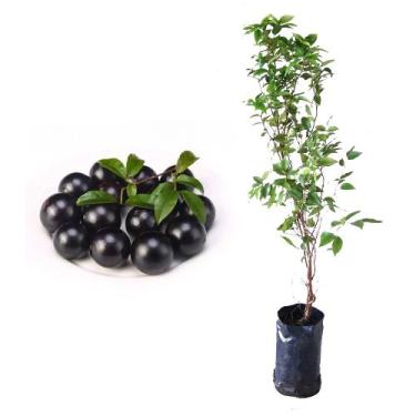 Imagem de Muda de Jabuticaba Sabara 20 a 40cm AMK - Plantas Online - Genérico