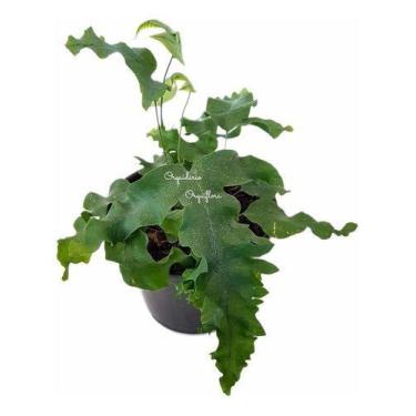Imagem de Muda Samambaia-azul Polypodium Aureum Planta Natural - Orquiflora