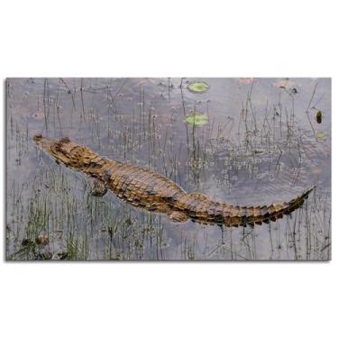 Imagem de Crocodile Wall Art réptil impressão em tela Cayman pôster para casa conjunto de 1 decorações não ramificadas 33.0 cm x 20.3 cm