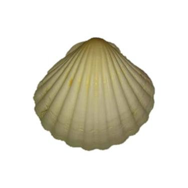 Imagem de Kit Concha Shell Gg 9 Cm Grande 10 un Para Casquinha De Siri