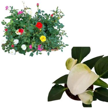 Imagem de Kit 3 Muda Mini Rosas Natural Planta De Sol + Mini Antúrio Alba Adulta Planta Natural