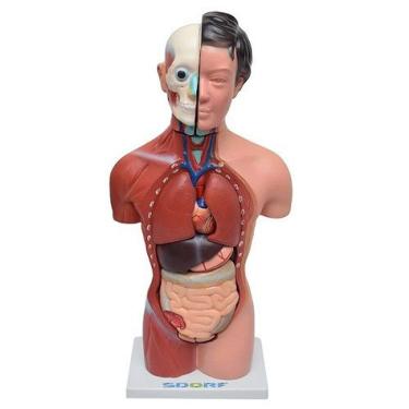 Imagem de Torso Humano Feminino 42 Cm C/15 Partes