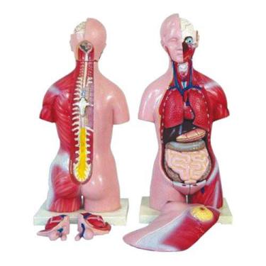 Imagem de Torso Humano Bissexual 45 Cm 24 Pts Modelo Anatomia