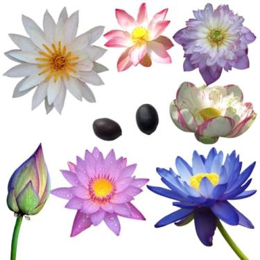 Imagem de 2 Sementes de Flor de Lótus - Lótus - Nelumbo Nucifera - Aquática